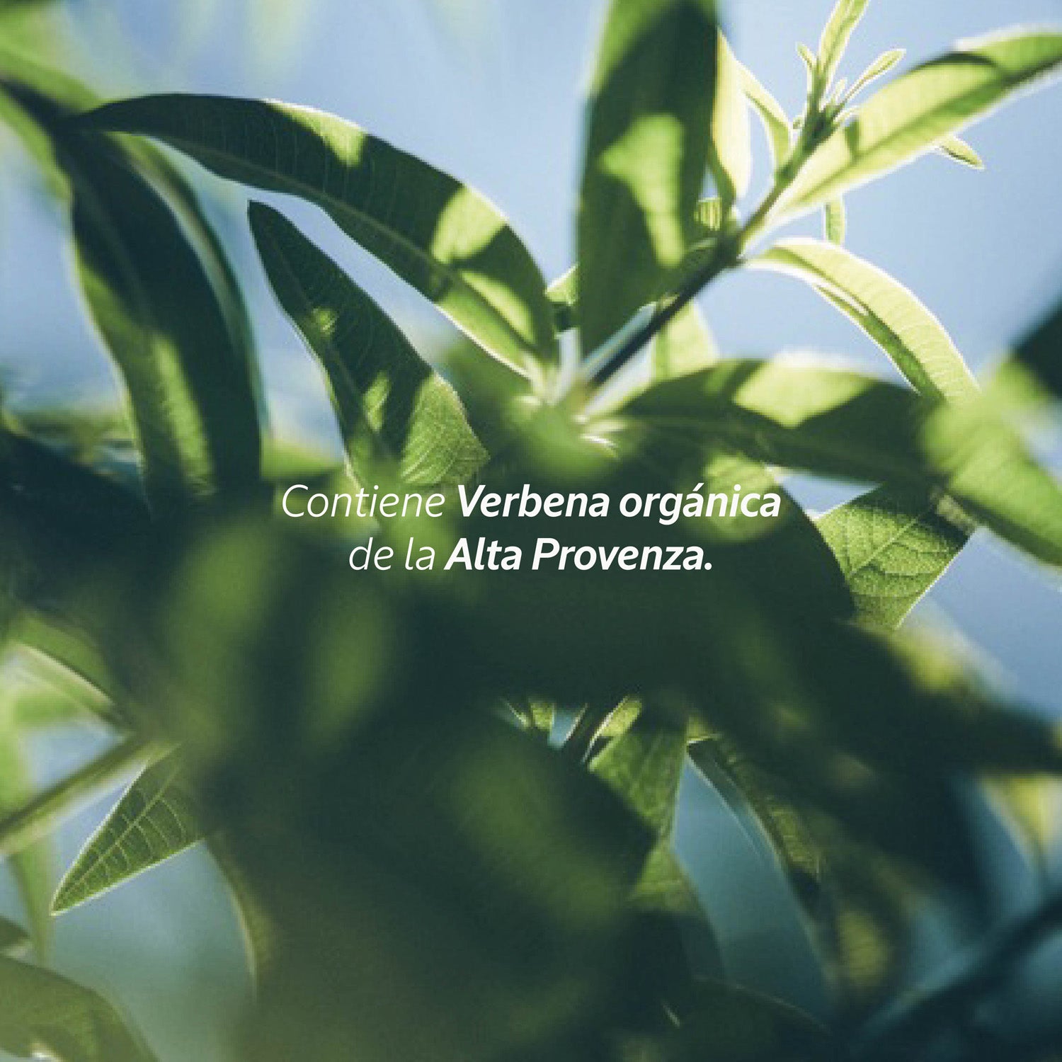 Refill Leche Corporal Verbena 1Lt